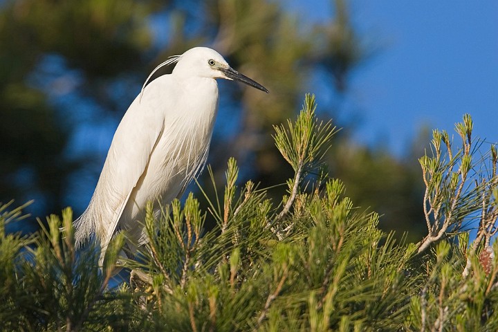 Seidenreiher Egretta garzetta Little Egret